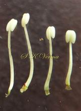  Stamens